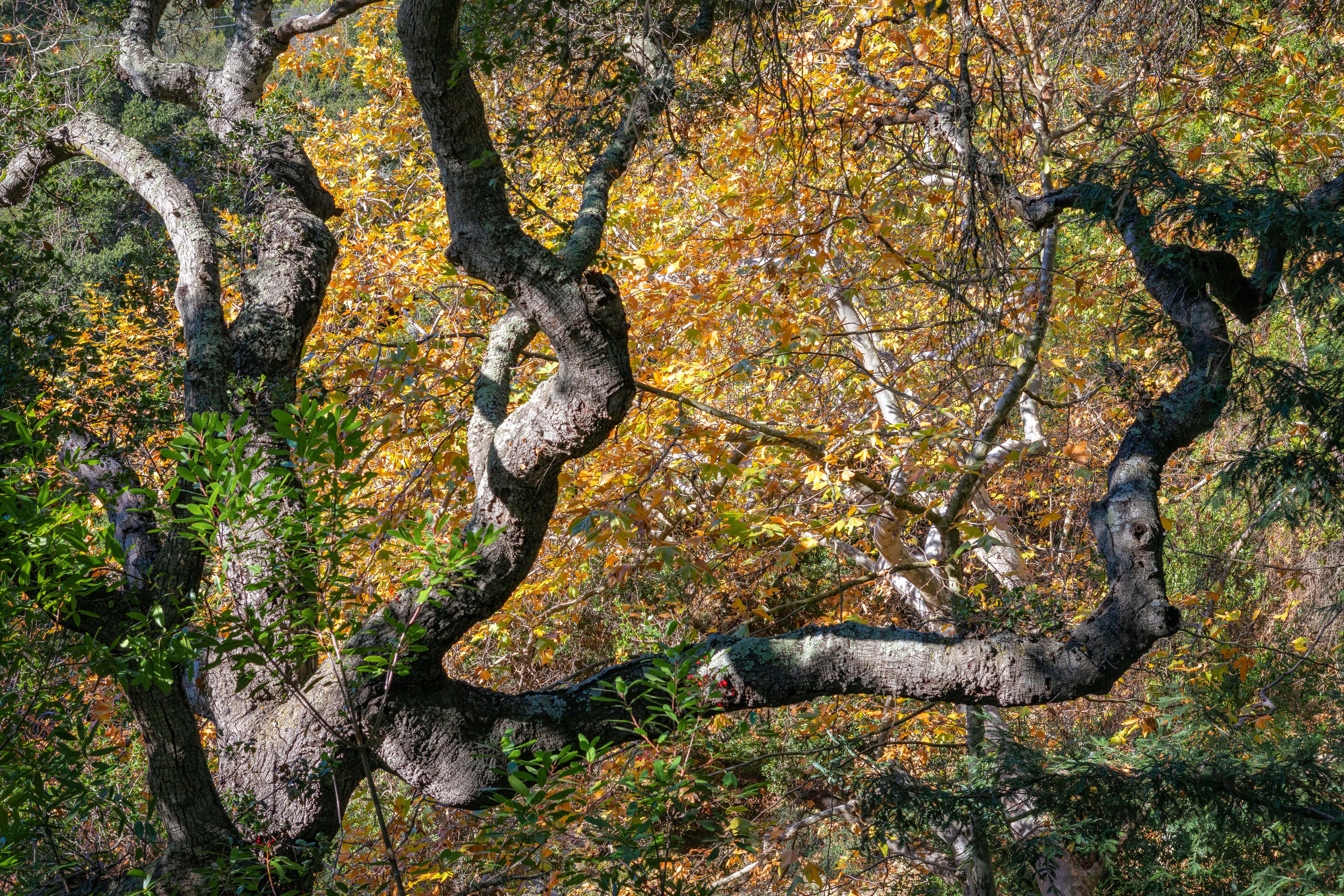 yellow and green leaf trees